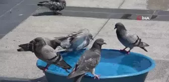 Sıcak Havadan Bunalan Kuşlar Ağaçların Dallarına Sığındı