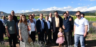 Amasya'da Lavanta Hasat Şenliği Gerçekleştirildi