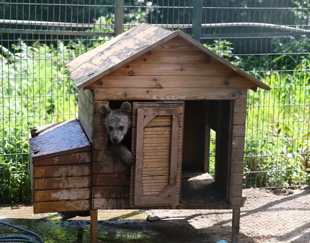Giresun'da Anneden Ayrı Düşen Ayı Yavrusu Rehabilitasyon Sürecini Tamamladı