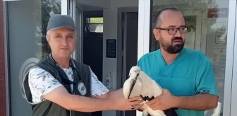 Denizli'de yaralı bulunan leylek tedavi edildi