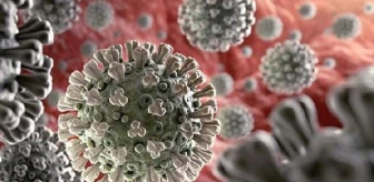 Dünya Sağlık Örgütü Marburg Virüsünü Salgın Hastalık Olarak İlan Etti