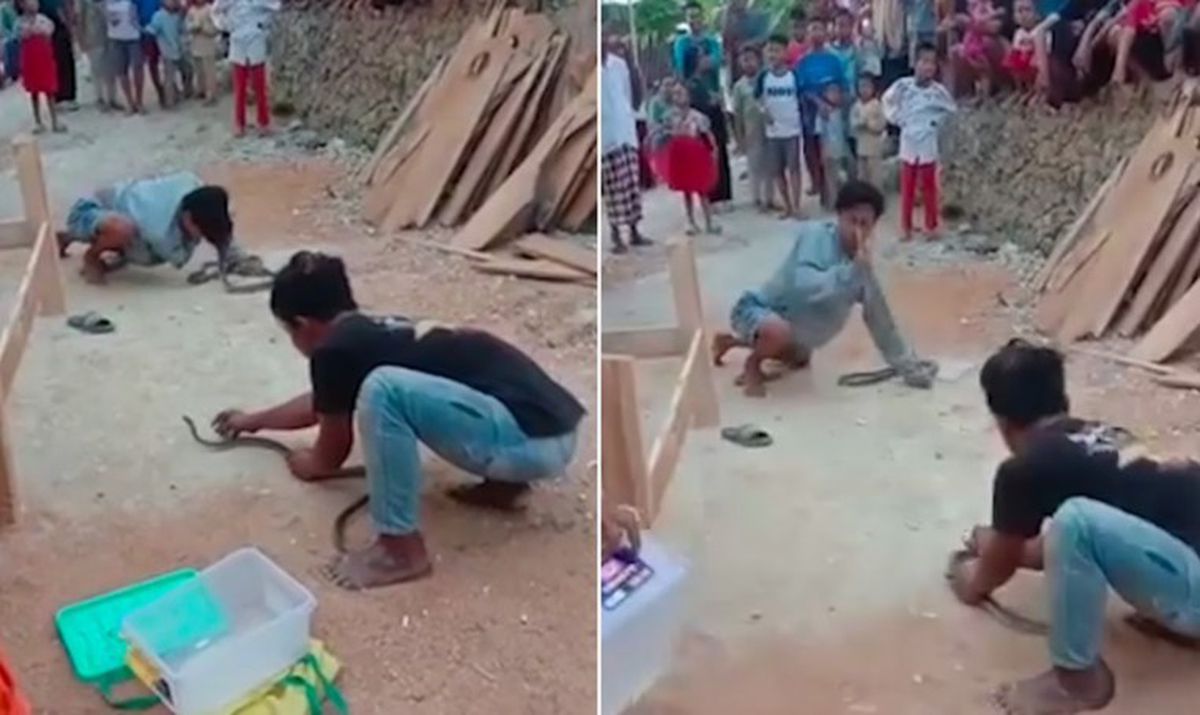 Endonezya'da yılan oynatıcısı yılan ile şov yaparken yılan burnunu ısırarak öldürdü