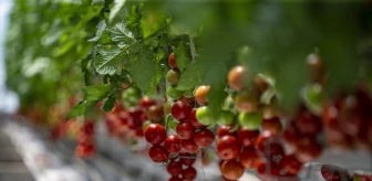 Erzurum'da termal kaynak ve biyokütlesel atıklarla üretilen domatesler Türkiye'ye gönderiliyor