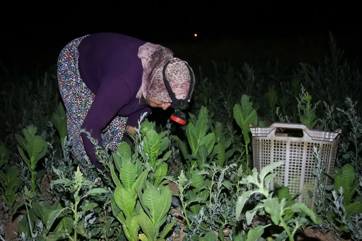Uşak'ta tütün hasadı gece ve sabah saatlerinde yapılıyor