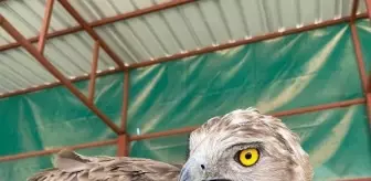 Yaralı Yılan Kartalı ve Kızıl Şahin Doğal Yaşama Salındı