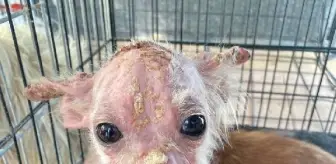 16 köpek, kapatılan üretim çiftliğinde ölüme terk edildi