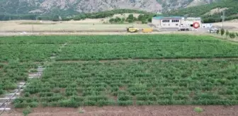 Bingöl'de sebze fideleri ile silajlık mısırlar denetlendi