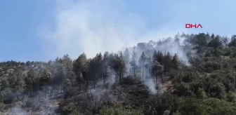 Bucak'ta Kızılçam Ormanında Çıkan Yangına Ekipler Müdahale Ediyor