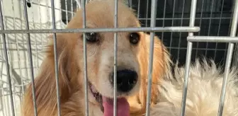 Bursa'da Terk Edilmiş 16 Köpek Koruma Altına Alındı
