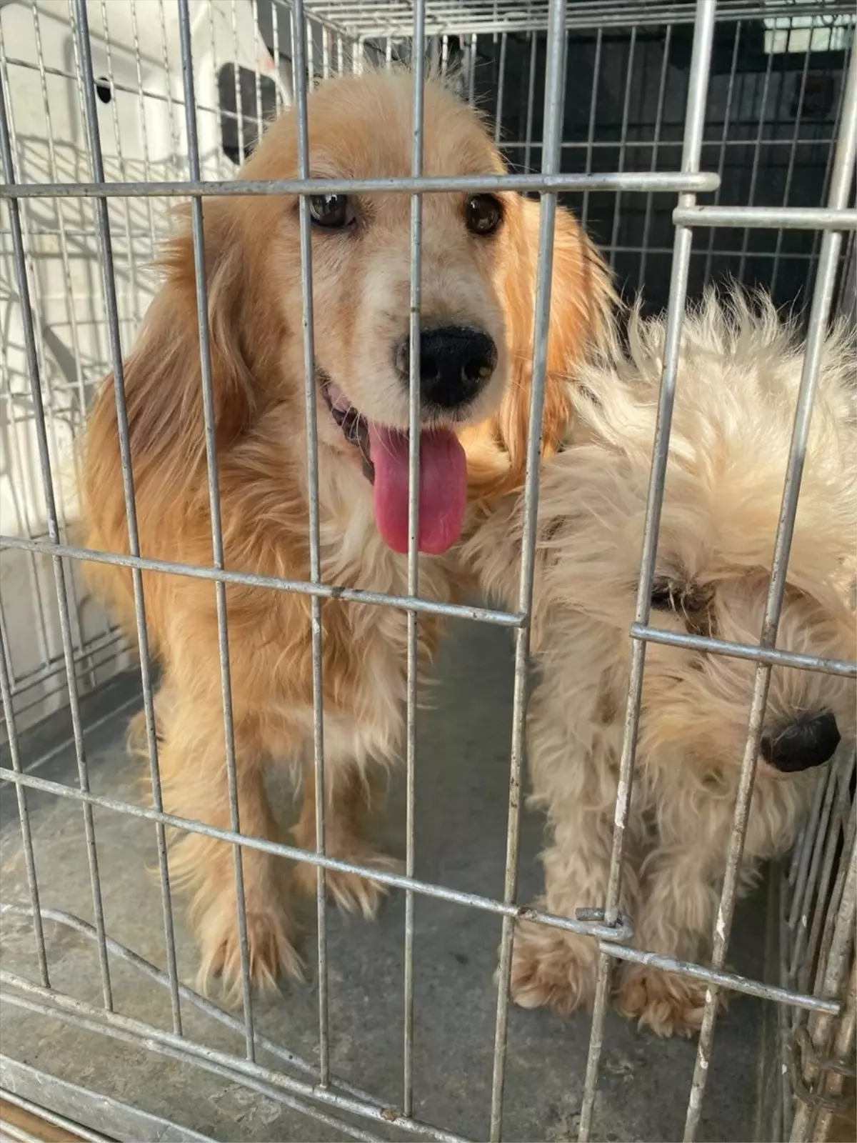 Bursa'da Terk Edilmiş 16 Köpek Koruma Altına Alındı
