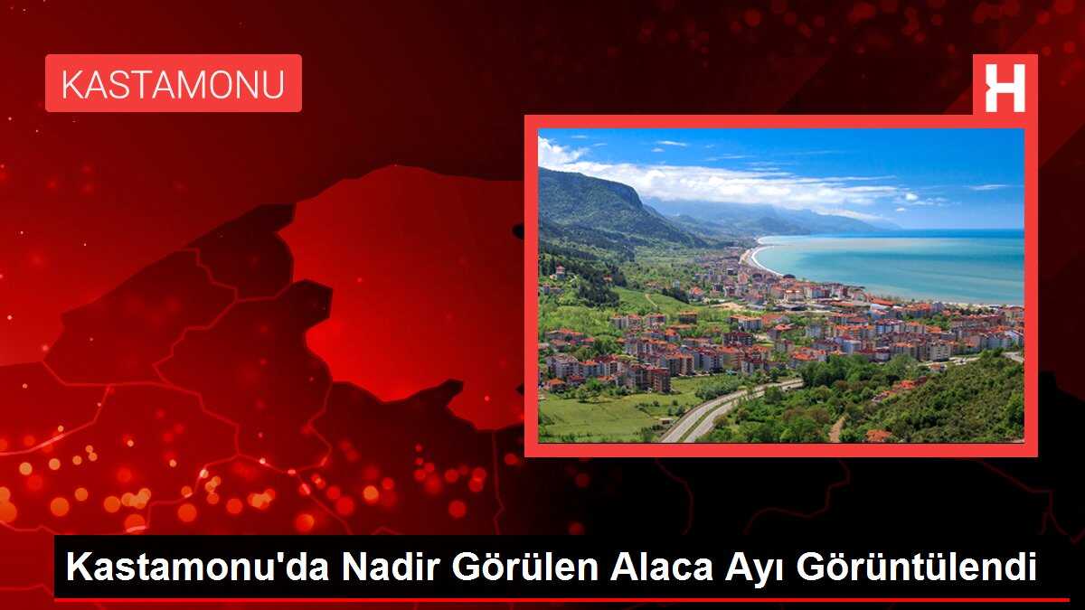 Kastamonu'da Nadir Görülen Alaca Ayı Görüntülendi