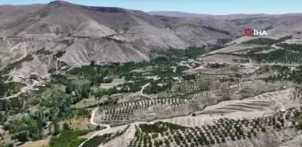 Gürün kayısısı markalaşma yolunda ilerliyor