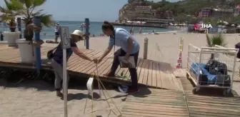 Alanya'da yuvadan çıkamayan caretta carettalar kontrol ediliyor