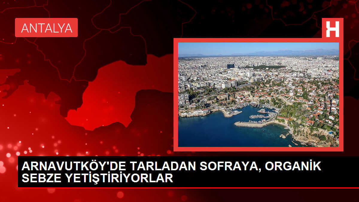 ARNAVUTKÖY'DE TARLADAN SOFRAYA, ORGANİK SEBZE YETİŞTİRİYORLAR