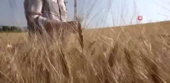 Başkan Zolan, biçerdöverle buğday hasadı yaptı