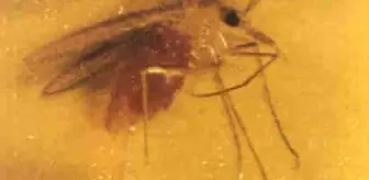 Kum sinekleri birçok hastalığa sebep oluyor