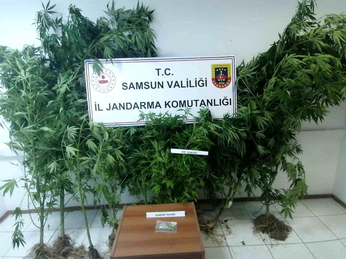 Samsun'da kümes bahçesinde 20 kök kenevir ele geçirildi