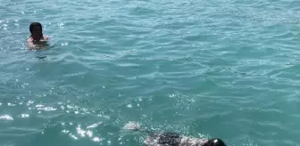 Mersin'de Köpek Denizde Serinledi