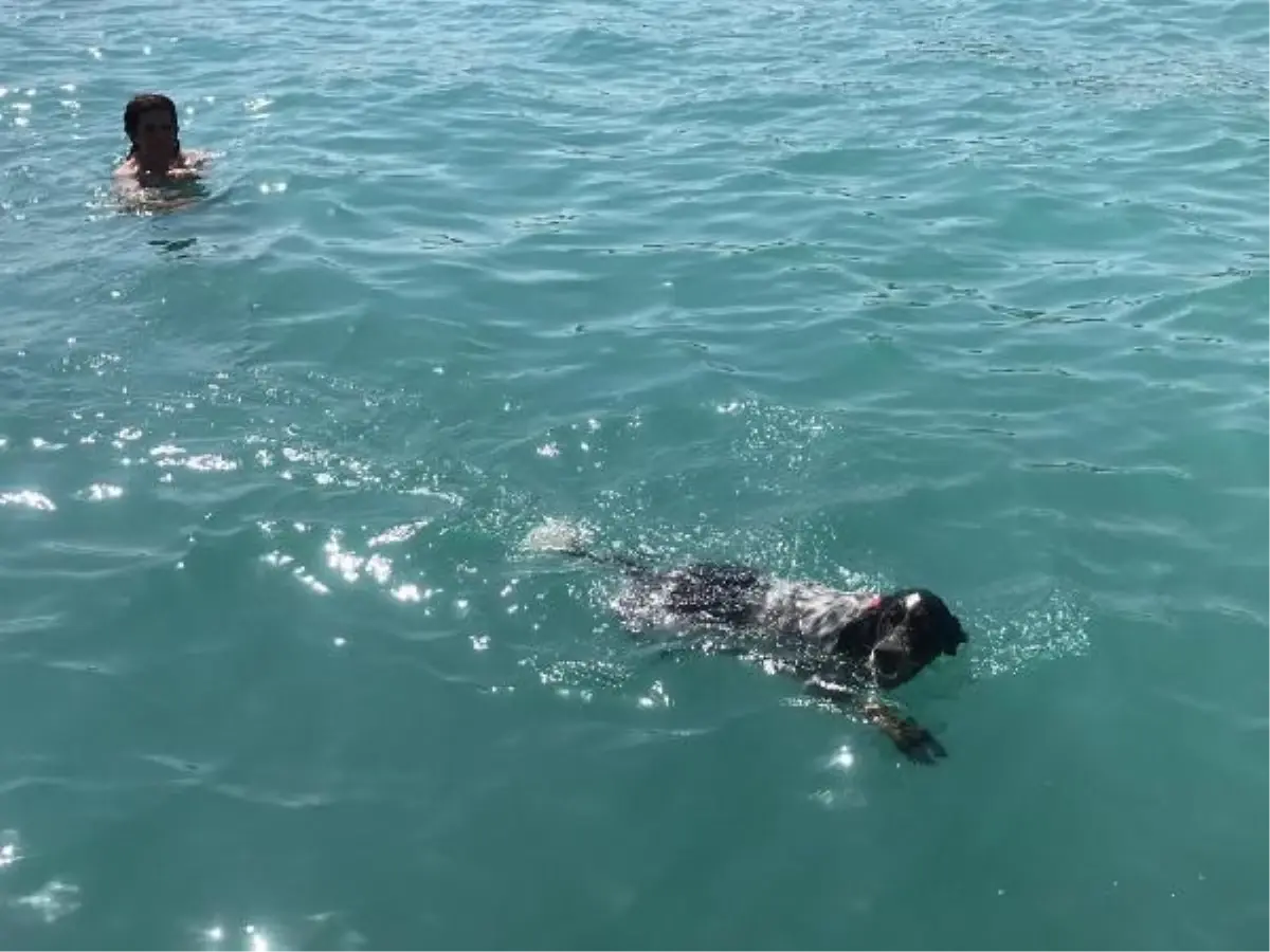 Mersin'de Köpek Denizde Serinledi
