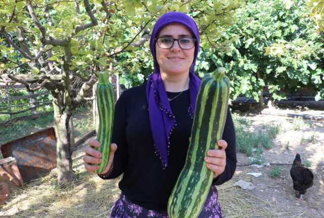 70 santim uzunluğundaki kabak, görenleri şaşkına çevirdi