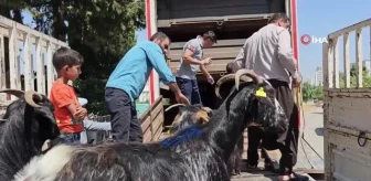 Adıyaman'daki depremzedelere 124 keçi dağıtıldı