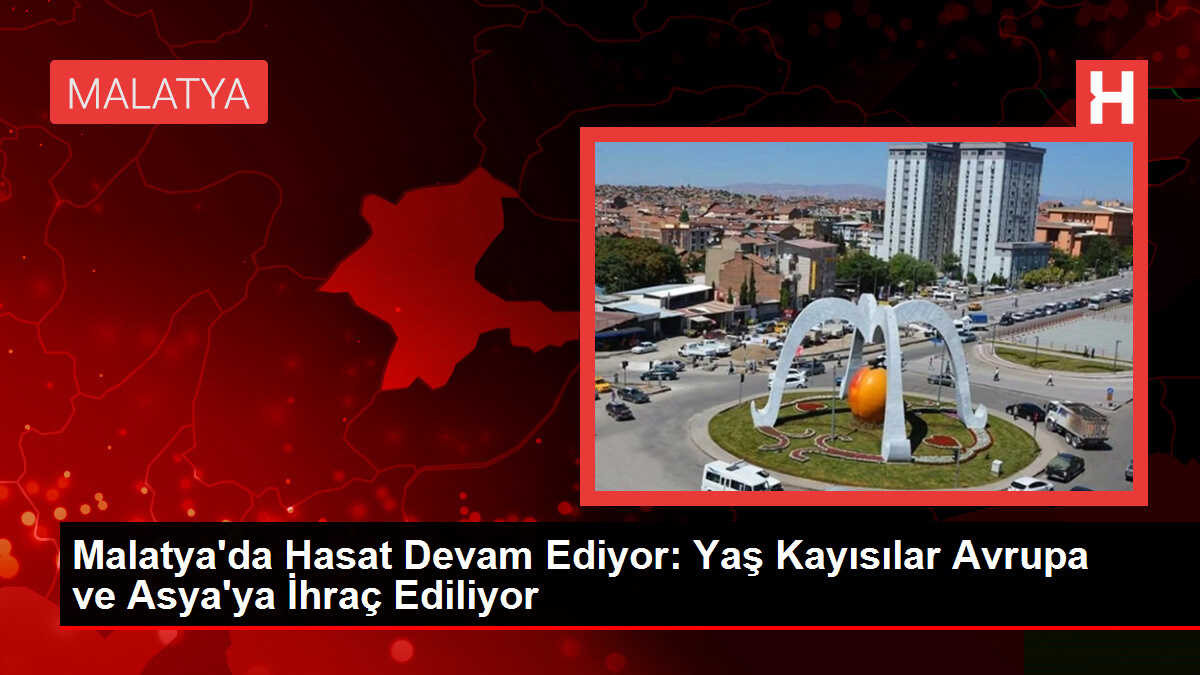 Malatya'da Hasat Devam Ediyor: Yaş Kayısılar Avrupa ve Asya'ya İhraç Ediliyor
