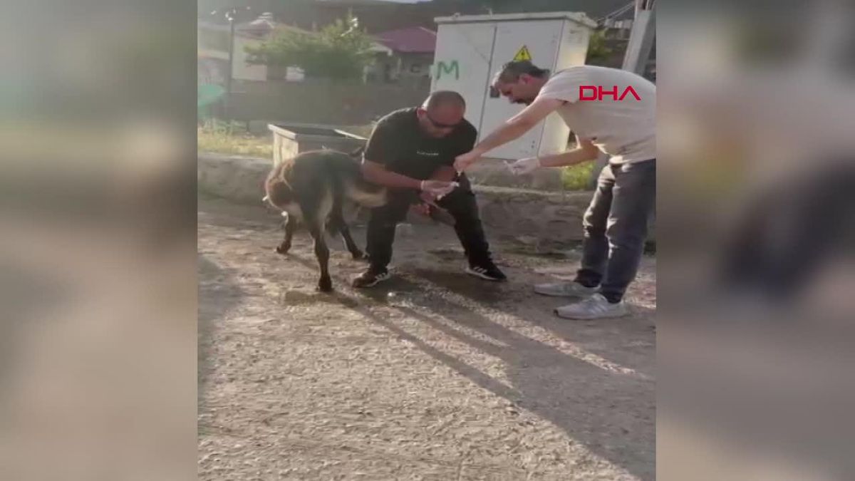 Başhekim, yaralı eşeğe pansuman yaptı