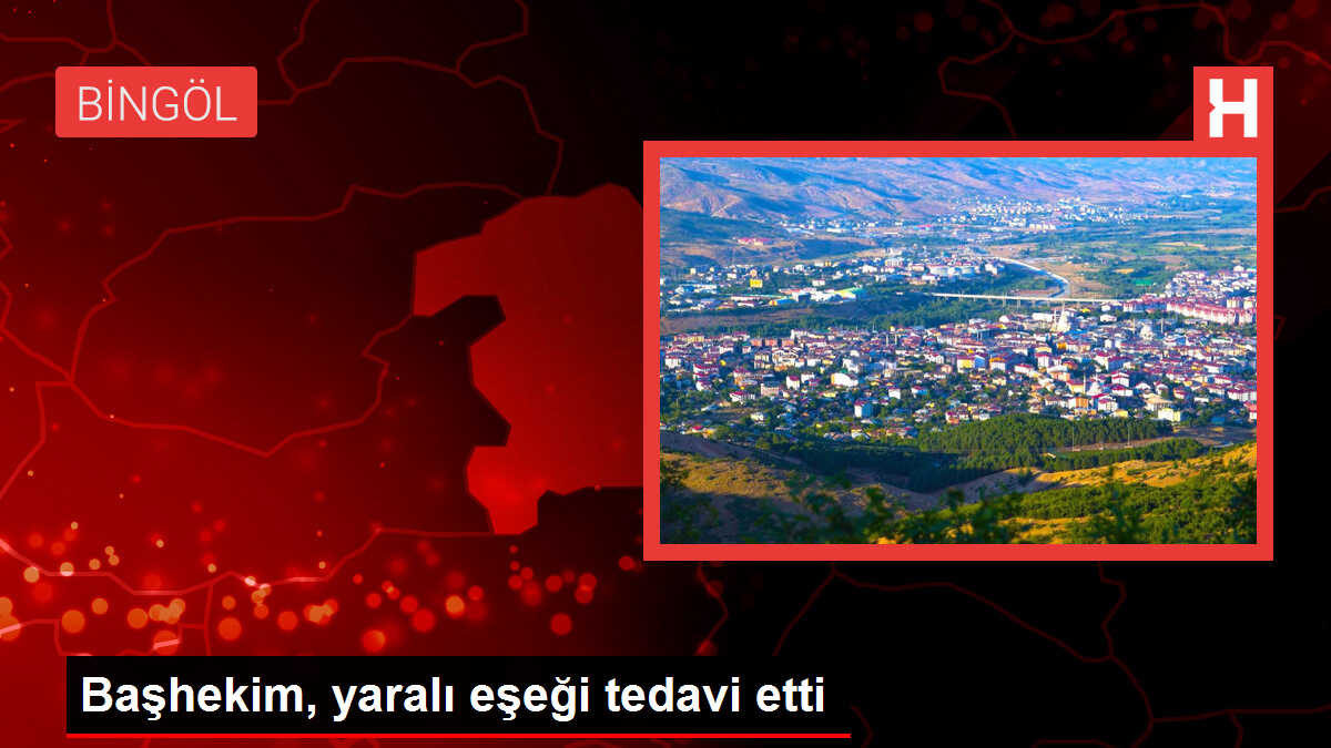 Başhekim, yaralı eşeği tedavi etti