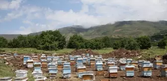 Muş'ta Gezgin Arıcılık Yapan Çift, En Kaliteli Balı Üretmek İçin Çaba Gösteriyor