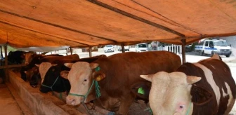 Samsun'da Şap Hastalığı Nedeniyle Hayvan Pazarları Kapatıldı
