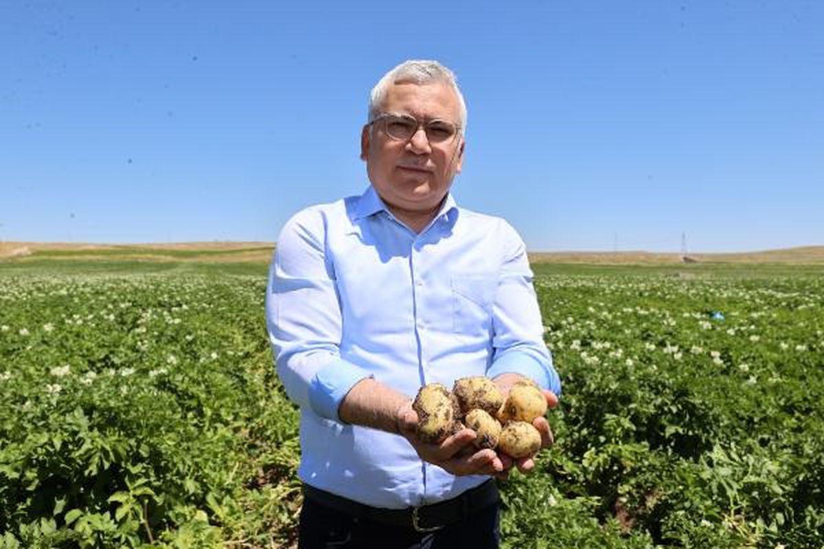 Sivas'ta Patates Üretiminde Rekor Bekleniyor