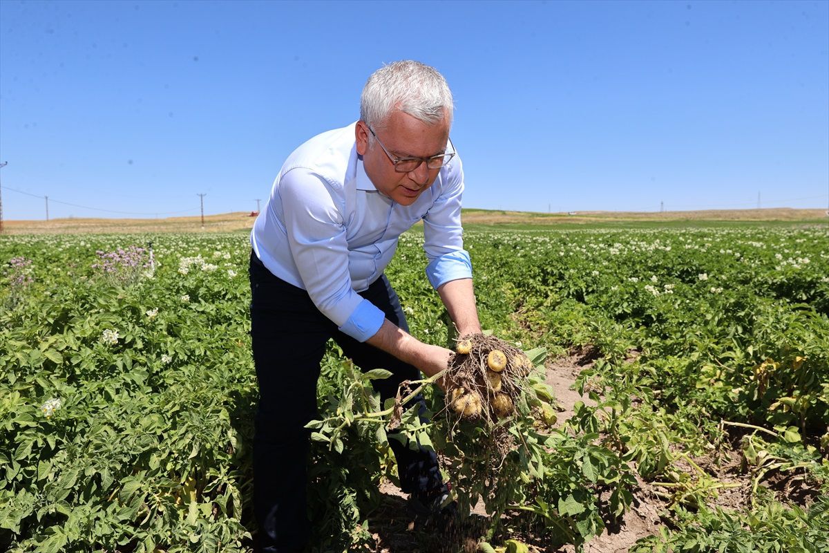 Sivas'ta Patates Üretiminde Rekor Beklentisi