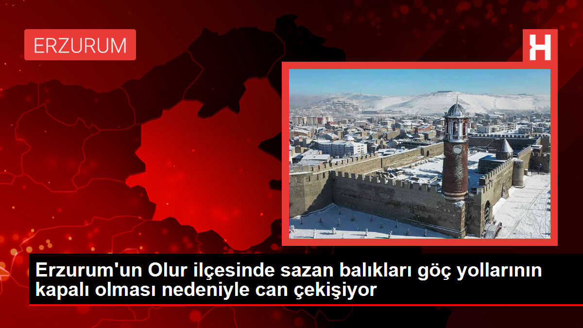 Erzurum'un Olur ilçesinde sazan balıkları göç yollarının kapalı olması nedeniyle can çekişiyor