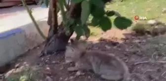 Yavru saz kedisi 'Şırdan' emin ellerde