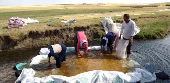 Erzincan'da Buğday Hasadı ve İşleme
