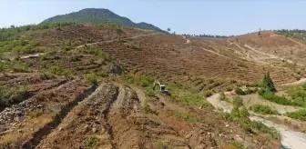 Balıkesir'de Bozulan Orman Alanları Yeniden Ağaçlandırılıyor