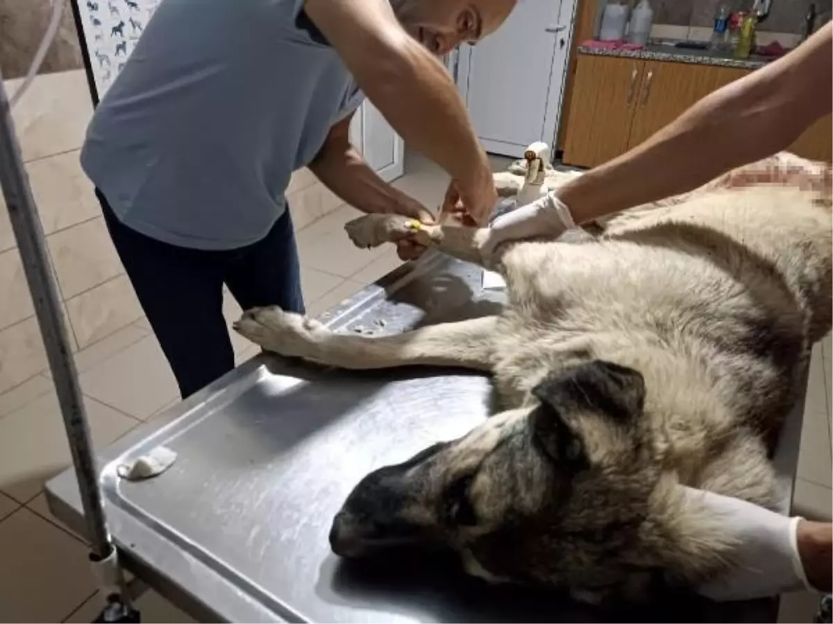 Salihli'de Sokak Köpeği Av Tüfeğiyle Öldürüldü