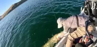 Elazığ'da 46 Kilo Ağırlığında Fırat Turnası Yakalandı