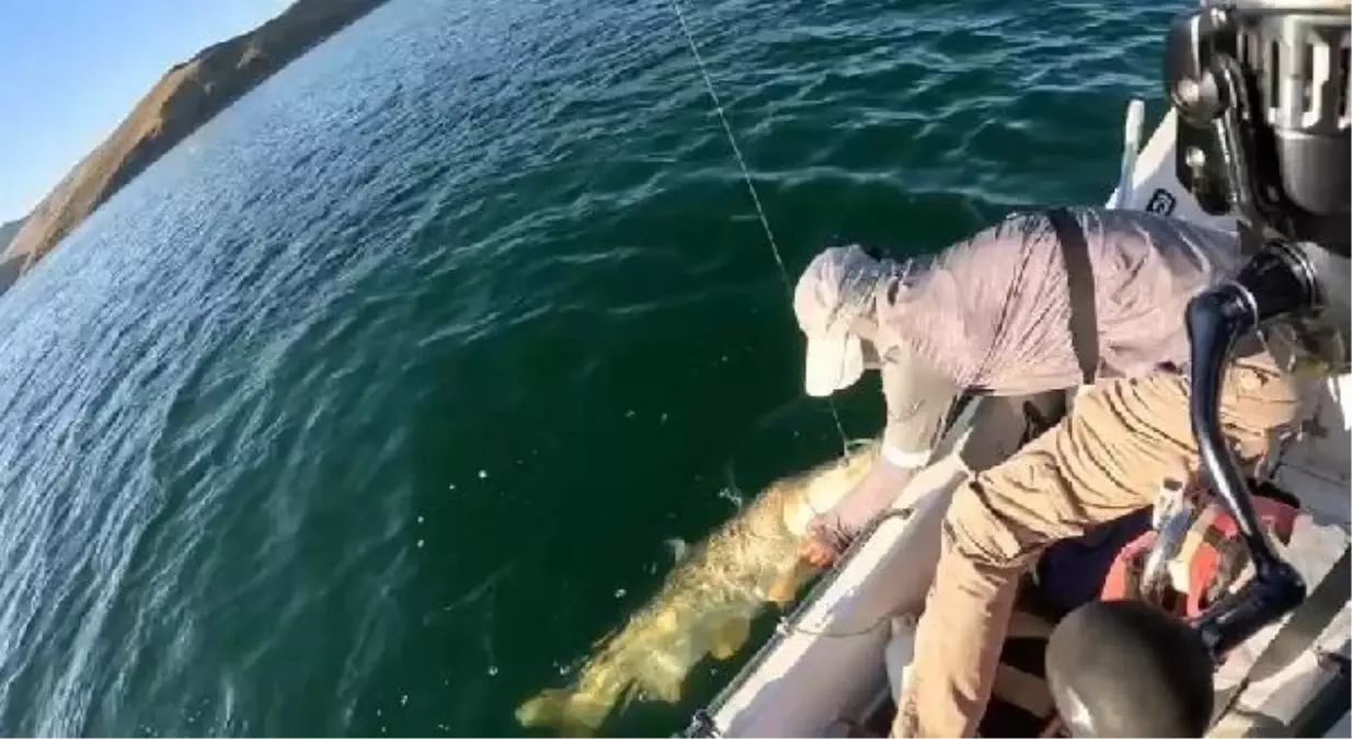 Elazığ'da 46 Kilo Ağırlığında Fırat Turnası Yakalandı