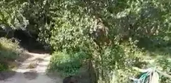 Mengen'de Köye İnen Yavru Ayı Köylüleri Güldürdü