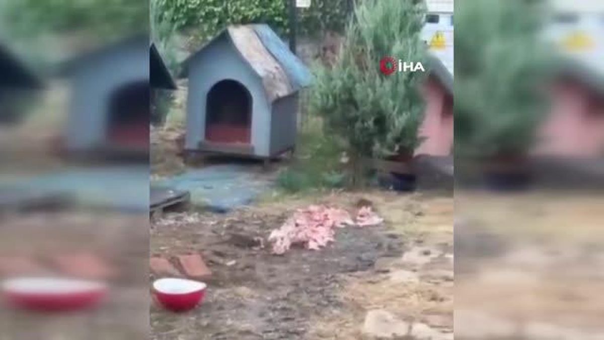 Maltepe'de farelerin sokak hayvanlarının yediği etlere belediyeden tepki çeken açıklama