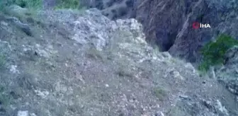 'Ormanın Hayaleti' Vaşak Yavrularıyla Birlikte Görüntülendi