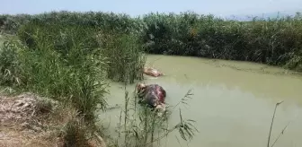 Silifke'de sulama kanalında ölü hayvanlar bulundu