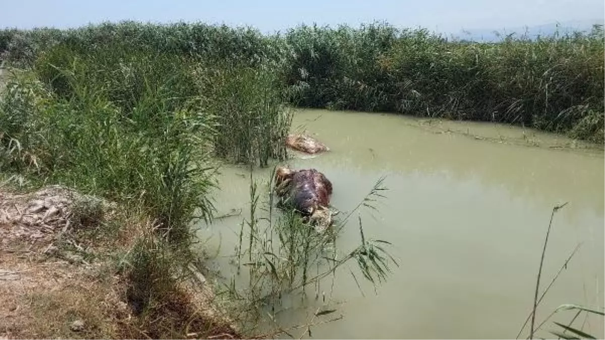 Silifke'de sulama kanalında ölü hayvanlar bulundu