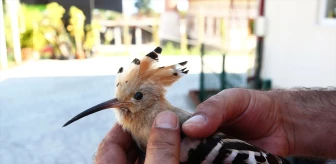 Giresun'da yaralı halde bulunan hüthüt kuşu koruma altına alındı