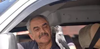 Erzurum'da Kedi Saldırısından Kurtarılan Karga ile Dostluk 4. Yılına Girdi