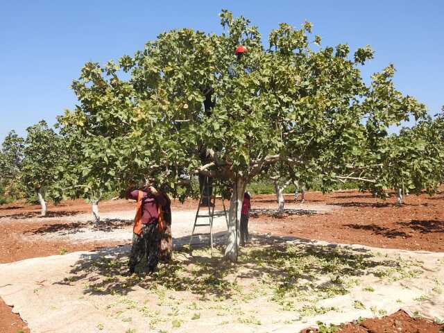 Kilis'te yeşil altının hasadı başladı: Tarlada kilosu 95 lira Kilis'te yeşil altının hasadı başladı: Tarlada kilosu 95 lira