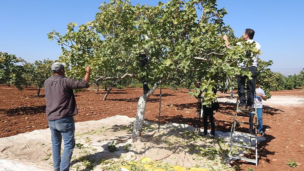Kilis'te yeşil altının hasadı başladı: Tarlada kilosu 95 lira