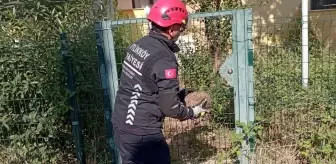 Yalova'da Sıkışan Kirpi İtfaiye Tarafından Kurtarıldı