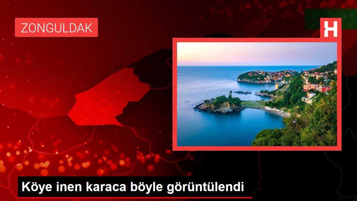 Köye inen karaca böyle görüntülendi